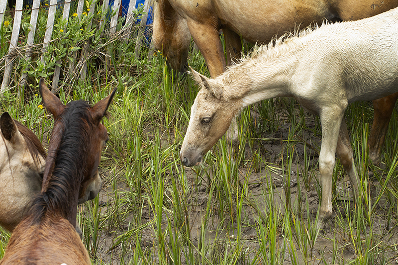 Chincoteague Wild Ponies : Richard Moore : Photographer : Photojournalist